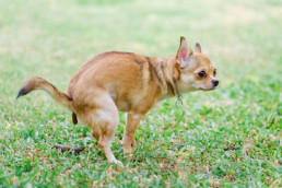 cómo puedo saber si la caca de mi perro es saludable