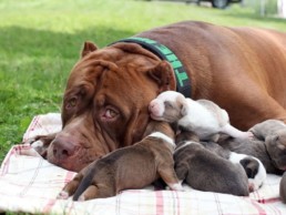 esterilizar a tu perro