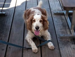 Dogfriendly
