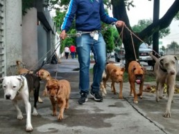 temporada de lluvias