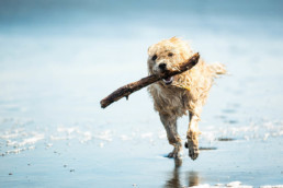 Los perros disfrutan ir a la playa