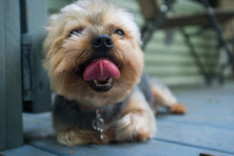 refrescar a tu perro