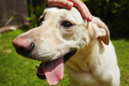 razas de perros que mejor se adaptan al calor